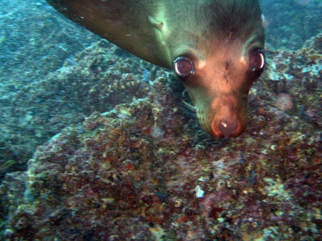 Lobos marinos curiosos